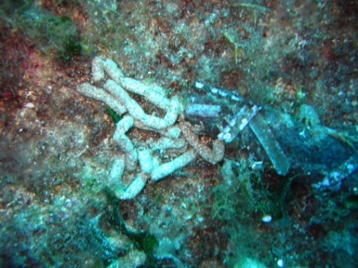 Informazioni sulle oloturie in Sardegna